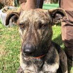Cooper, Rüde geb. 06.04.2018