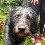 Finn, Rüde geb. 01.01.2020