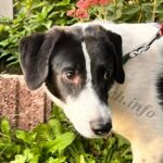 Sindy, Hündin geb. 01.02.2024