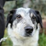 Kiki, Hündin geb. 01.01.2023