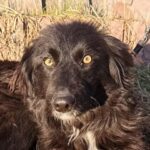 Coco, Hündin geb. 13.02.2024