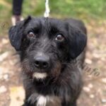 Benny, Rüde geb. 12.02.2022