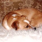 Dusty ✶10.06.2017 †10.03.2025