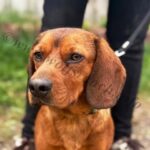 Ester, Hündin geb. 13.05.2023
