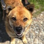 Ginger, Hündin geb. 01.01.2020