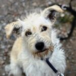 Lilli, Hündin geb. 02.06.2024