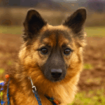 Emil, Rüde geb. 07.07.2017